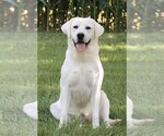Small Photo #1 Labrador Retriever Puppy For Sale in SYRACUSE, IN, USA
