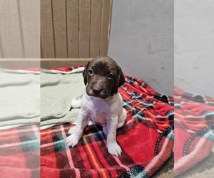 Cocker Spaniel Puppy for sale in JERMYN, PA, USA