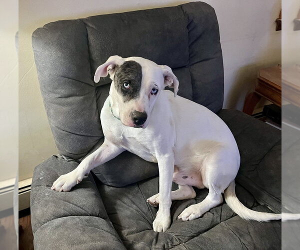 Medium Photo #13 Labrador Retriever-Unknown Mix Puppy For Sale in Brewster, NY, USA