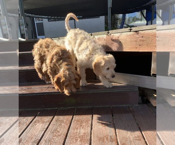 Medium Photo #30 Goldendoodle Puppy For Sale in SAN DIEGO, CA, USA