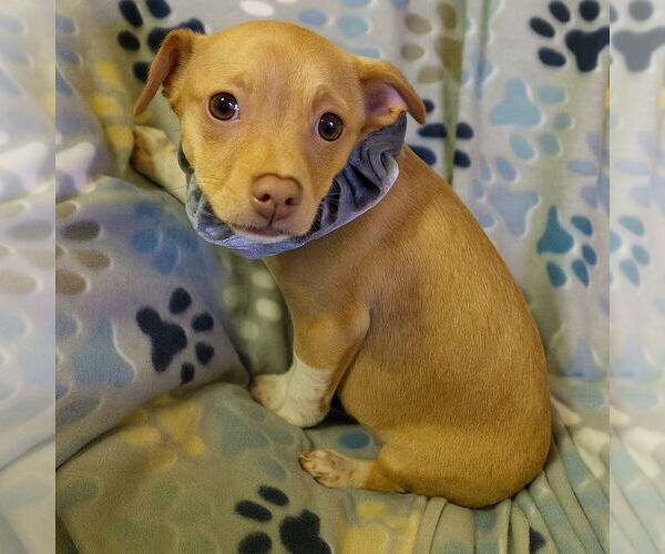 Medium Photo #1 Jack Chi Puppy For Sale in Grovertown, IN, USA