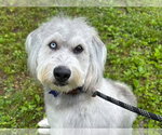 Small Photo #1 Poodle (Standard)-Siberian Husky Mix Puppy For Sale in Cookeville, TN, USA