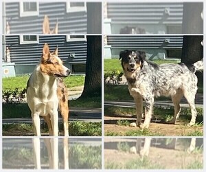 Father of the Texas Heeler puppies born on 08/20/2025