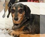 Small Dachshund