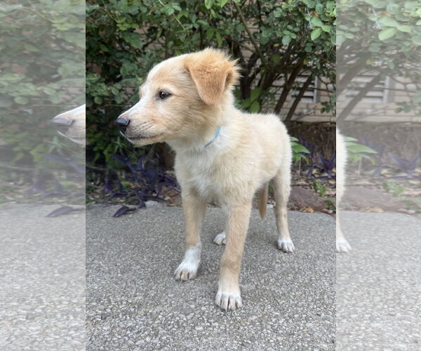 Medium Photo #4 Golden Retriever-Unknown Mix Puppy For Sale in PIPE CREEK, TX, USA
