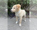 Small #3 Golden Retriever Mix