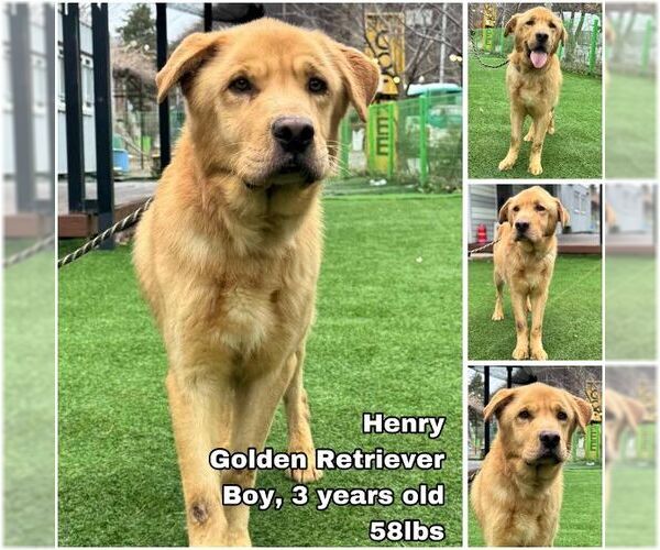 Medium Photo #1 Golden Retriever Puppy For Sale in Seattle, WA, USA