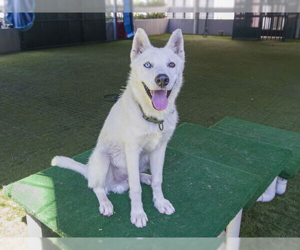 Medium Photo #2 - Mix Puppy For Sale in Pasadena, CA, USA