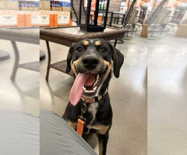 Medium Photo #2 Mountain Cur-Unknown Mix Puppy For Sale in Cave Creek, AZ, USA