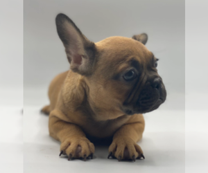 French Bulldog Puppy for sale in CORAL SPRINGS, FL, USA
