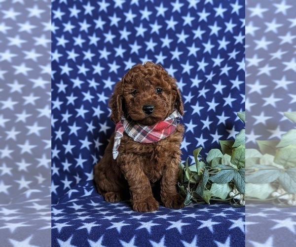 Medium Photo #6 Miniature Labradoodle Puppy For Sale in OXFORD, PA, USA