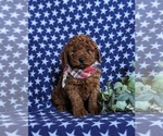 Small Photo #6 Miniature Labradoodle Puppy For Sale in OXFORD, PA, USA