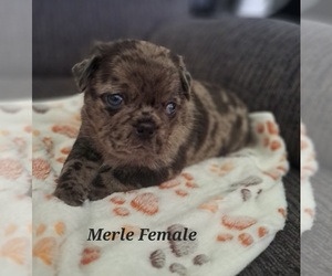 Medium Pug