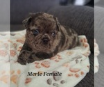 Puppy Merle Female Pug