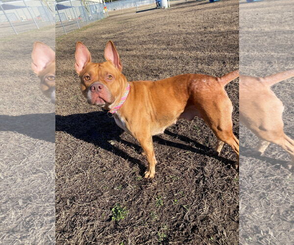 Medium Photo #5 Mutt Puppy For Sale in Virginia Beach, VA, USA