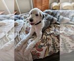 Small #1 Old English Sheepdog