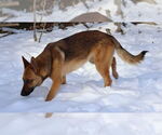 Small #22 German Shepherd Dog