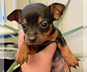 Miniature Pinscher Puppy for sale in WHITEWATER, CO, USA