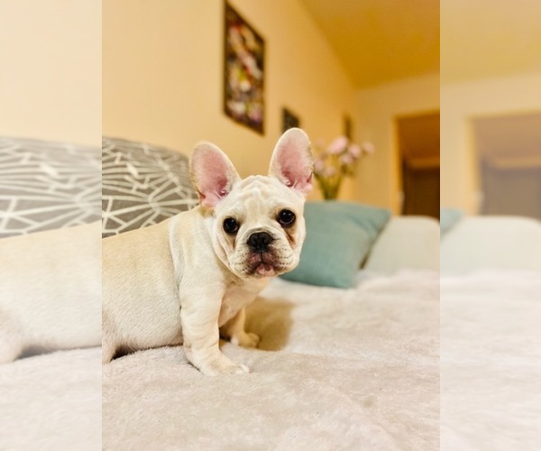 Medium Photo #8 French Bulldog Puppy For Sale in CLEARWATER, FL, USA