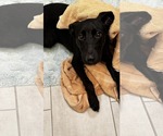 Small #7 German Shepherd Dog Mix
