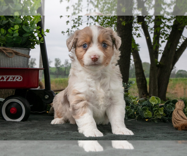 Medium Photo #1 Miniature Australian Shepherd Puppy For Sale in CHRISTIANA, PA, USA
