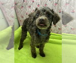 Small #6 Poodle (Miniature)