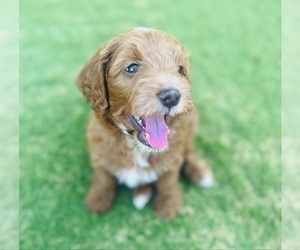 Goldendoodle (Miniature) Puppy for sale in GILBERT, AZ, USA