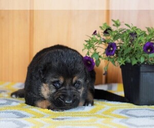 German Shepherd Dog Puppy for sale in FREDERICKSBG, OH, USA