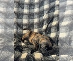 Puppy Grey Mastiff