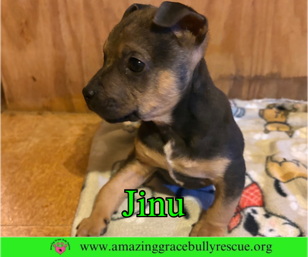 Medium Photo #9 Bulldog-Unknown Mix Puppy For Sale in Pensacola, FL, USA