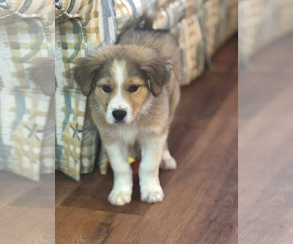 Medium Photo #1 Mutt Puppy For Sale in Germantown, OH, USA