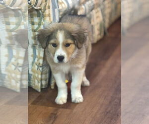 Mutt Dogs for adoption in Germantown, OH, USA