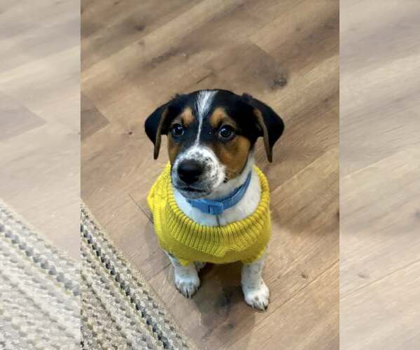 Medium Photo #1 Mutt Puppy For Sale in Greenville, SC, USA