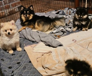 Pomeranian Puppy for Sale in DINWIDDIE, Virginia USA