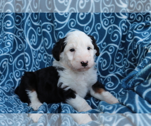 Medium Photo #1 Aussiedoodle Puppy For Sale in SHILOH, OH, USA