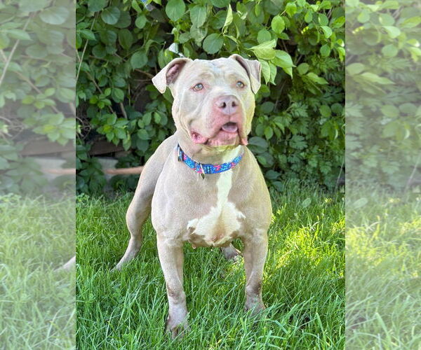 Medium Photo #7 American Pit Bull Terrier Puppy For Sale in Spring Lake, NJ, USA