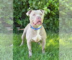 Small #6 American Pit Bull Terrier