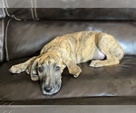 Small Photo #12 Great Dane Puppy For Sale in CLOVER, SC, USA