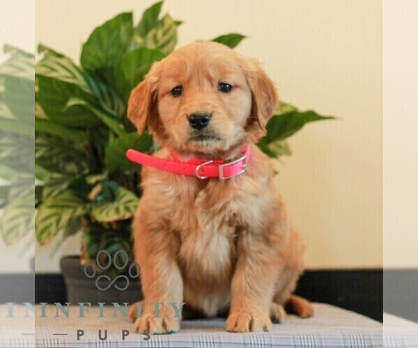Medium Photo #1 Golden Retriever Puppy For Sale in LITITZ, PA, USA