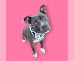 Small American Pit Bull Terrier