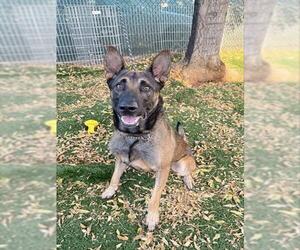 Mutt Dogs for adoption in Fremont, CA, USA