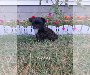 Shorkie Tzu Puppy for sale in MOUNT PLEASANT, MI, USA