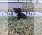 Image preview for Ad Listing. Nickname: Wiggles