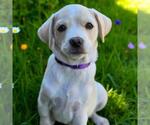 Small #3 Chihuahua Mix
