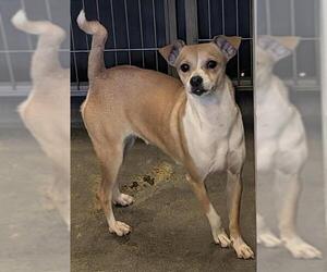Mutt Dogs for adoption in San Antonio, TX, USA
