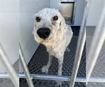 Small Poodle (Miniature) Mix