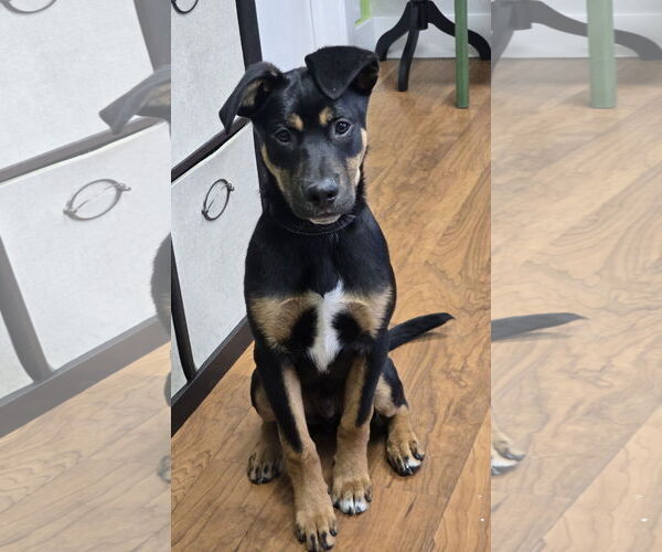 Medium Photo #2 Mutt Puppy For Sale in Sandy, UT, USA