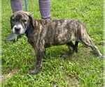 Small #5 Labrador Retriever Mix