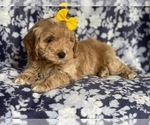 Small Photo #15 Cockapoo Puppy For Sale in LAKELAND, FL, USA