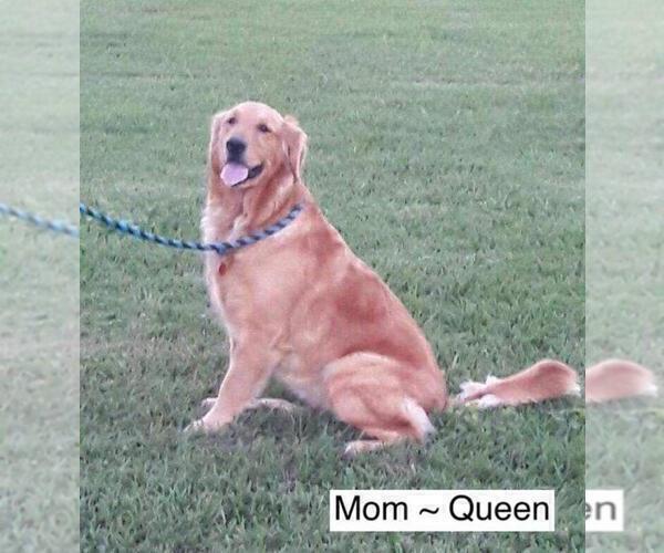 Medium Photo #1 Golden Retriever Puppy For Sale in MISSOURI CITY, TX, USA